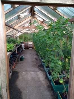 This year's tomato crop with 'Black Russian' in the foreground