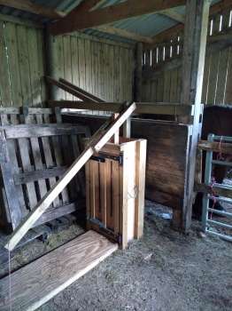 The hand baler in the barn with our ponies escaping midges