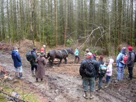 George Read demonstrating horse logging at a Woodland Education Programme outing at our plantation 